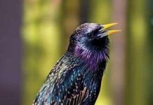 Lezing IVN Oisterwijk over het raadselachtige leven van vogels