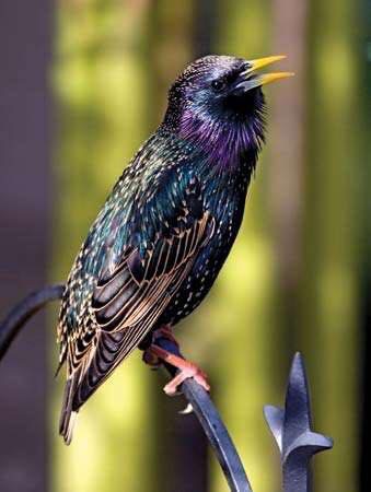 Lezing IVN Oisterwijk over het raadselachtige leven van vogels