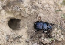 IVN Oisterwijk geeft lezing over Planten en hun belagers