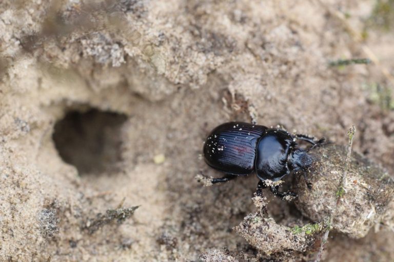 IVN Oisterwijk geeft lezing over Planten en hun belagers