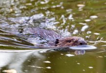 IVN geeft lezing over bevers