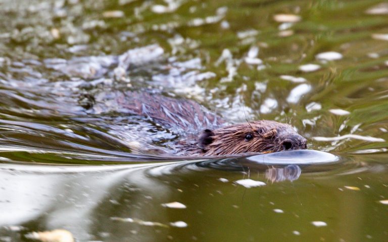 IVN geeft lezing over bevers