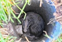 Dassenburcht zorgt voor beperkt openbaar vervoer Tilburg Boxtel