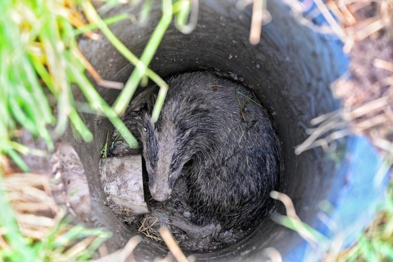 Dassenburcht zorgt voor beperkt openbaar vervoer Tilburg Boxtel