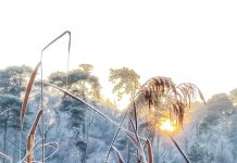 Natureluurs van IVN over het overleven in de winter
