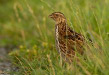 Lezing en excursie over weidevogels bij IVN Oisterwijk