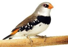 Vogeltentoonstelling bij Den Domp in Haaren