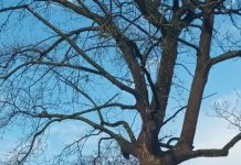 Gemeente kan Moergestelse beschermde tulpenboom alsnog niet laten kappen