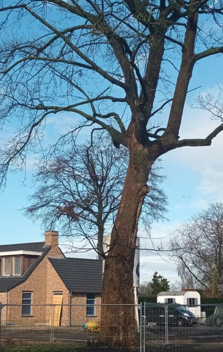 Rechter moet kap beschermde boom voorkomen