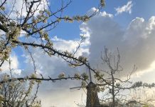 Kerkhovense molen in bezwaar bij Raad van State tegen hoge woningbouw