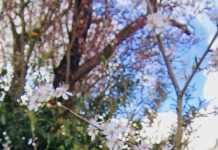 Stadsdichter: Lentedroom