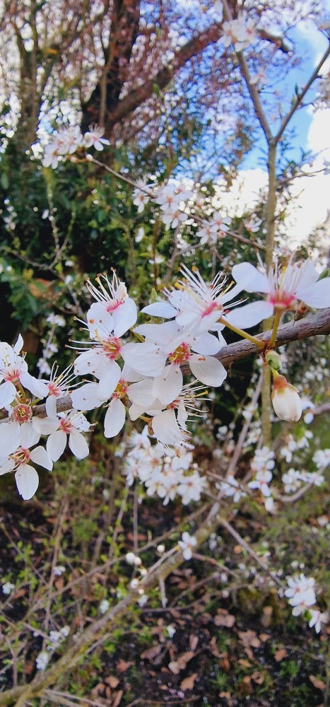 Stadsdichter: Lentedroom