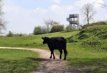 Met IVN Oisterwijk op excursie naar Banisveld en Balsvoort