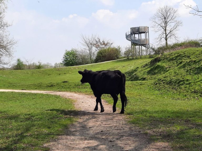 Met IVN Oisterwijk op excursie naar Banisveld en Balsvoort