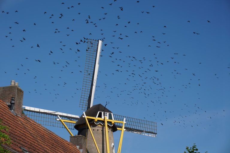 Kauwen bestormen Oisterwijkse molen