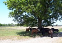 Gemeente Oisterwijk kan meer doen om natuurschade te voorkomen