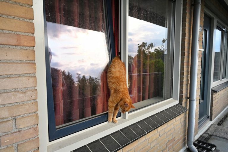 Kat bekneld in slaapkamerraam