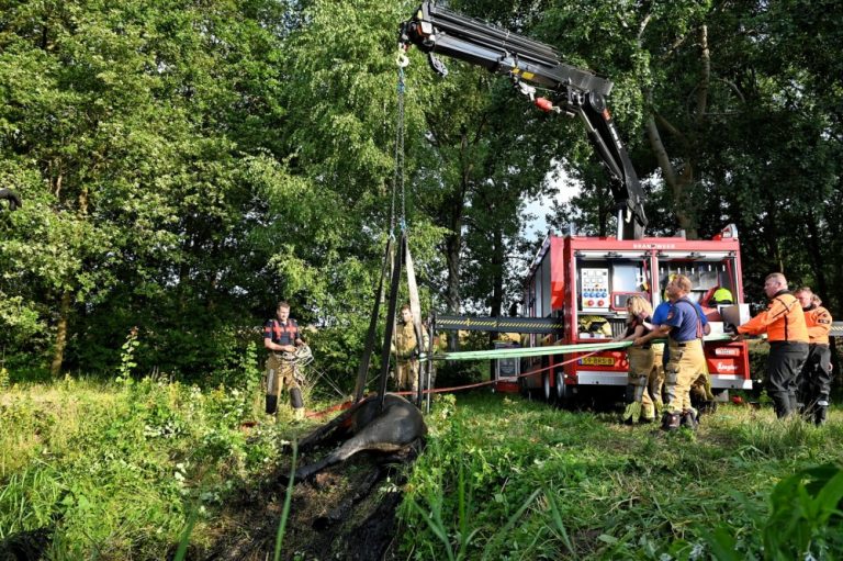 Paard gevonden in sloot Moergestel