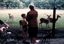 Beeldbank Oisterwijk: Hertenkamp Oisterwijk, circa 1960