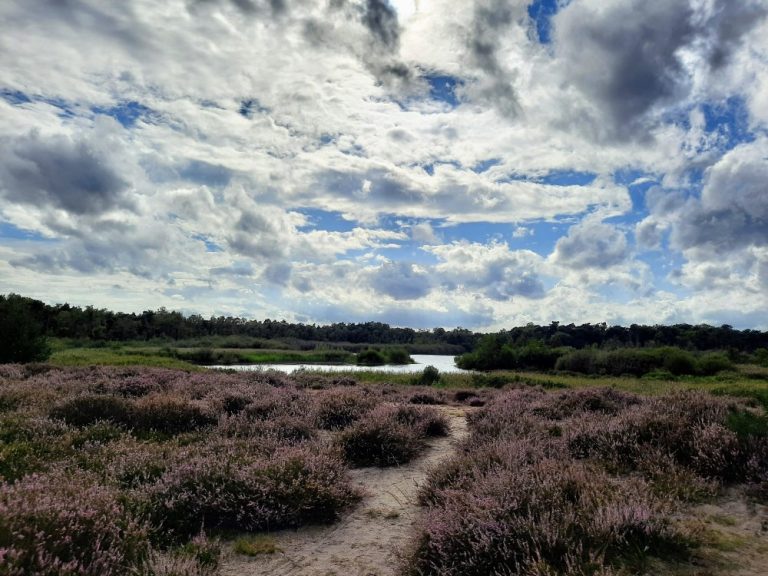 IVN excursie naar Balsvoort en Banisveld op Oisterwijkse Kampina