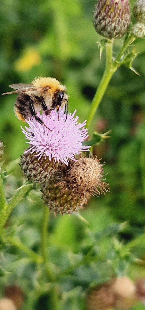 IVN Natureluurs over blije bijen