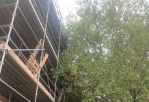 Groeien bomen tegen huizen of huizen tegen bomen?