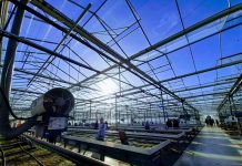 De Kunstkwekerij met kunst in Oisterwijkse kassen