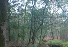 Taverne de Posthoorn organiseert wandeling voor kinderen met de boswachter *