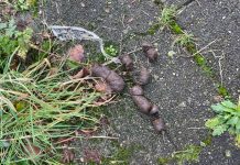 Hondenpoep laten liggen is niet alleen verboden en ook nog enorm smerig