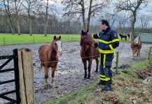 Brandweer is er ook om dieren gerust te stellen