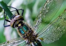 Lezing IVN Oisterwijk over libellen