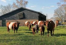 Dierenmanieren bij IVN Natureluurs in Oisterwijk