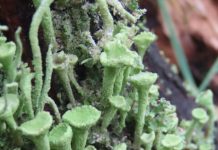 Met trompetmos blies Leny het jaar uit