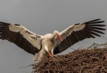 Ooievaar strijkt weer neer op nest in Moergestel