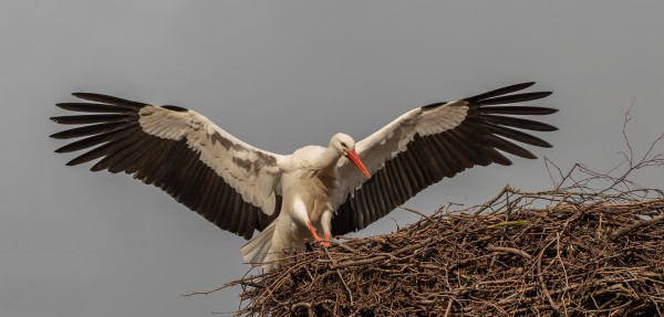 Ooievaar strijkt weer neer op nest in Moergestel