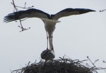 Het spel van de liefde