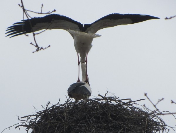 Het spel van de liefde