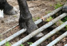 Paard klem in wildrooster Oisterwijkse bossen