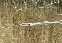 Bever gespot in Oisterwijk (+ Video)