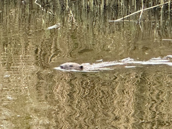 Bever gespot in Oisterwijk (+ Video)
