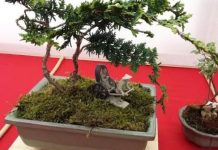 Expositie Bonsaivereniging Haaren