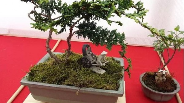 Expositie Bonsaivereniging Haaren