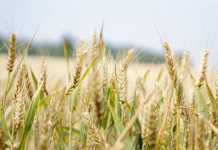 Introductie: De groeiende populariteit van landbouwgrond als investering *