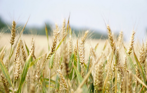 Introductie: De groeiende populariteit van landbouwgrond als investering *