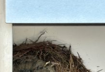 Leeg Staalbergven is thuis voor broedende vogels