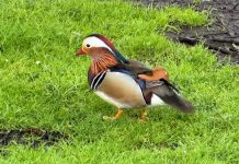 O’ wat ben je mooi