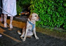 Gezin gered door hond bij woningbrand