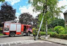 Veel takken uit bomen door harde wind