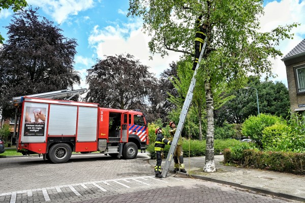 Veel takken uit bomen door harde wind