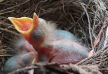 Vogelnestje in het raam van nestje tot kuiken